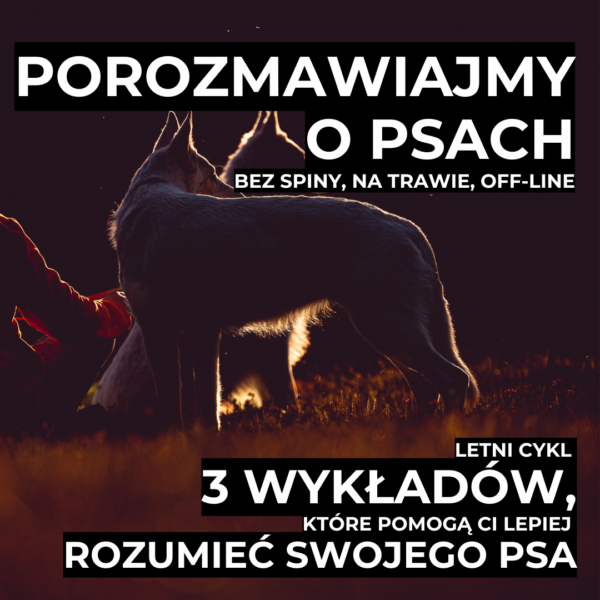 Letni cykl 3 wykładów, które pomogą Ci lepiej rozumieć swojego psa