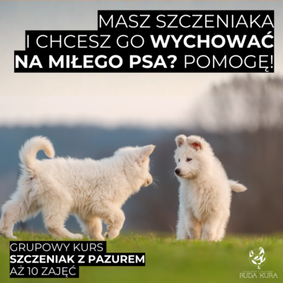 Szczeniak z pazurem - kurs grupowy